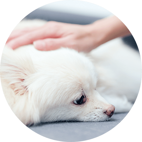 わんちゃんのお悩み